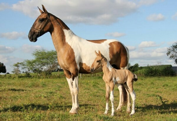 Brazilian Campolina Horses